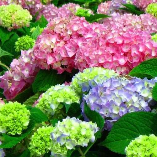 ������ ������ ��������� ������������� ����������� ����   ����