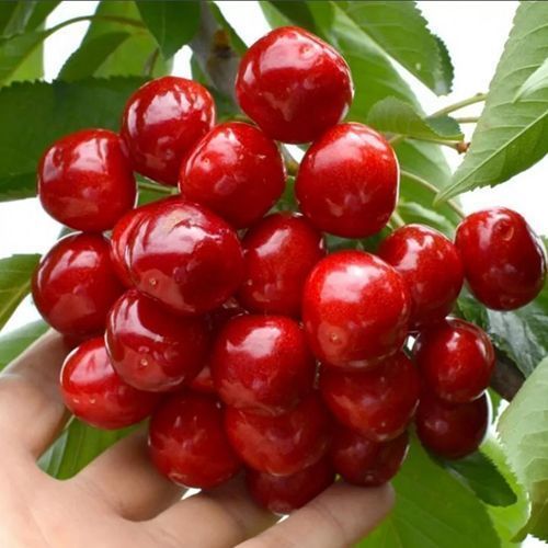 ������ ������ ������� ������ ���   ����