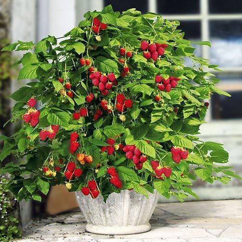 ������ ������ ������ ���������� ����������� ����   ����