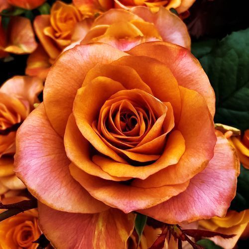 ������ ������ ���� �����-��������� ������   ����