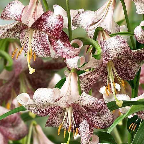 ������ ������ ����� ��-������ ������   ����