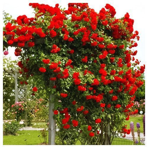 ������ ������ ���� ��������� �������   ����