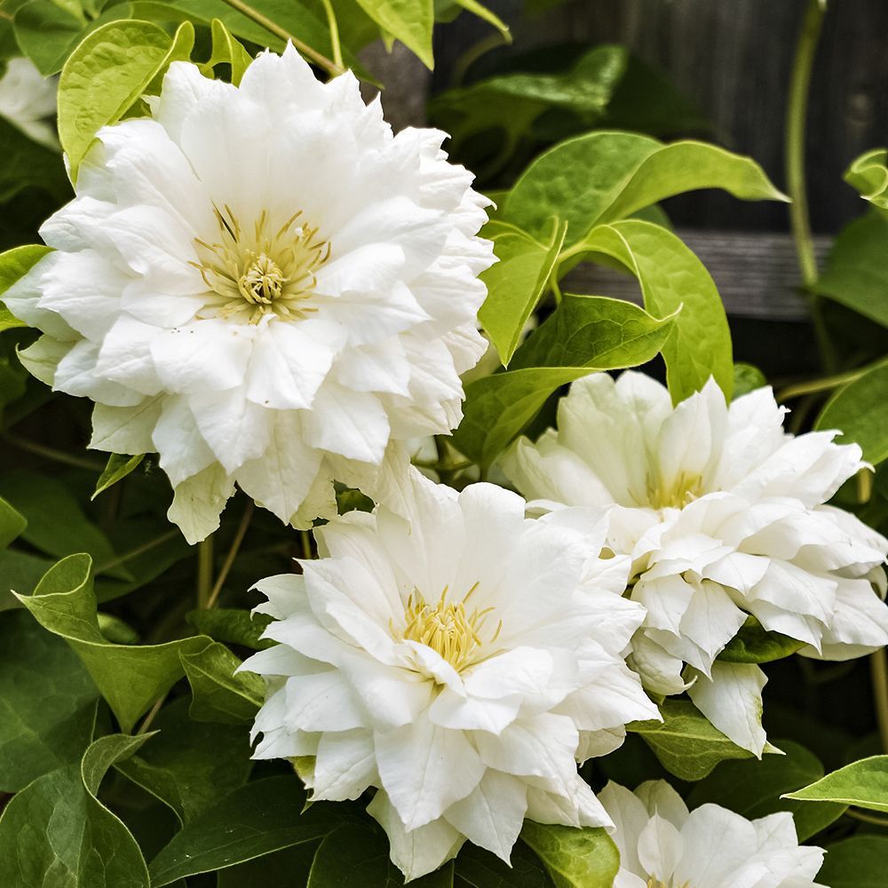 ������ ������ �������� ���� ���   ����