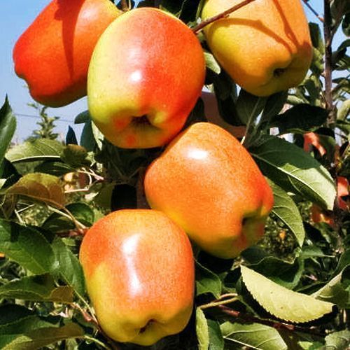 ������ ������ ������ ���� ����   ����