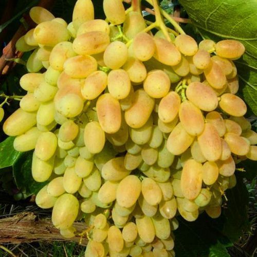 ������ ������ �������� ������ ��������   ����