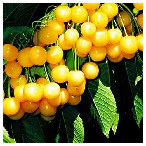 ������ ������ ������� ������������ ������   ����