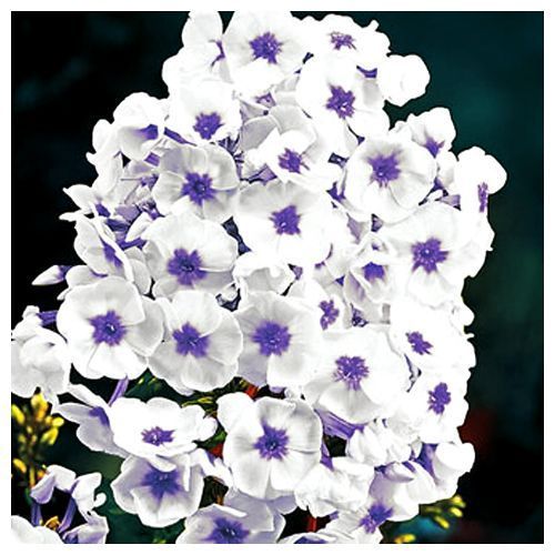 ������ ������ ����� ����������� ��� ���   ����