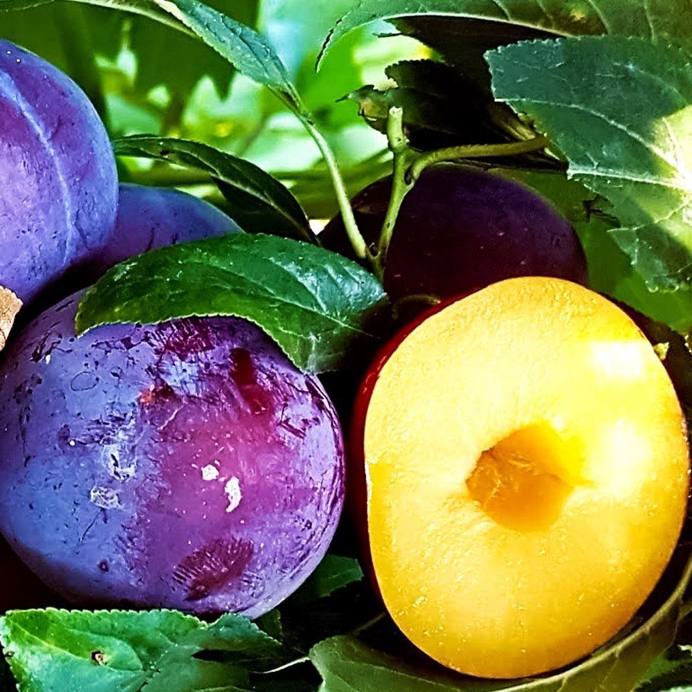 ������ ������ ���������� (������ ��������� � �����)   ����