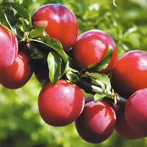 ������ ������ �������-�������� ������ ����   ����