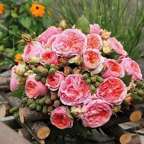 ������ ������ ���� �����-��������� ����������   ����