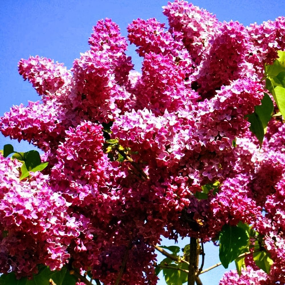 ������ ������ ������ ������������ ������� ������   ����