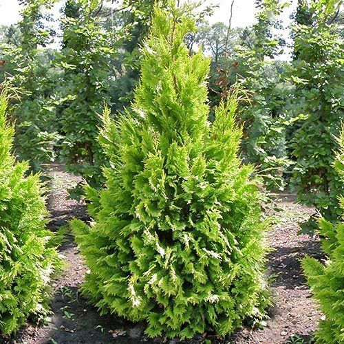 ������ ������ ����������� ������� ������   ����