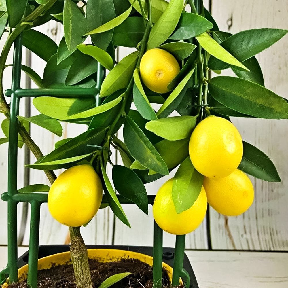 ������ ������ ������ ��������� ��� ���������� ����� ������   ����