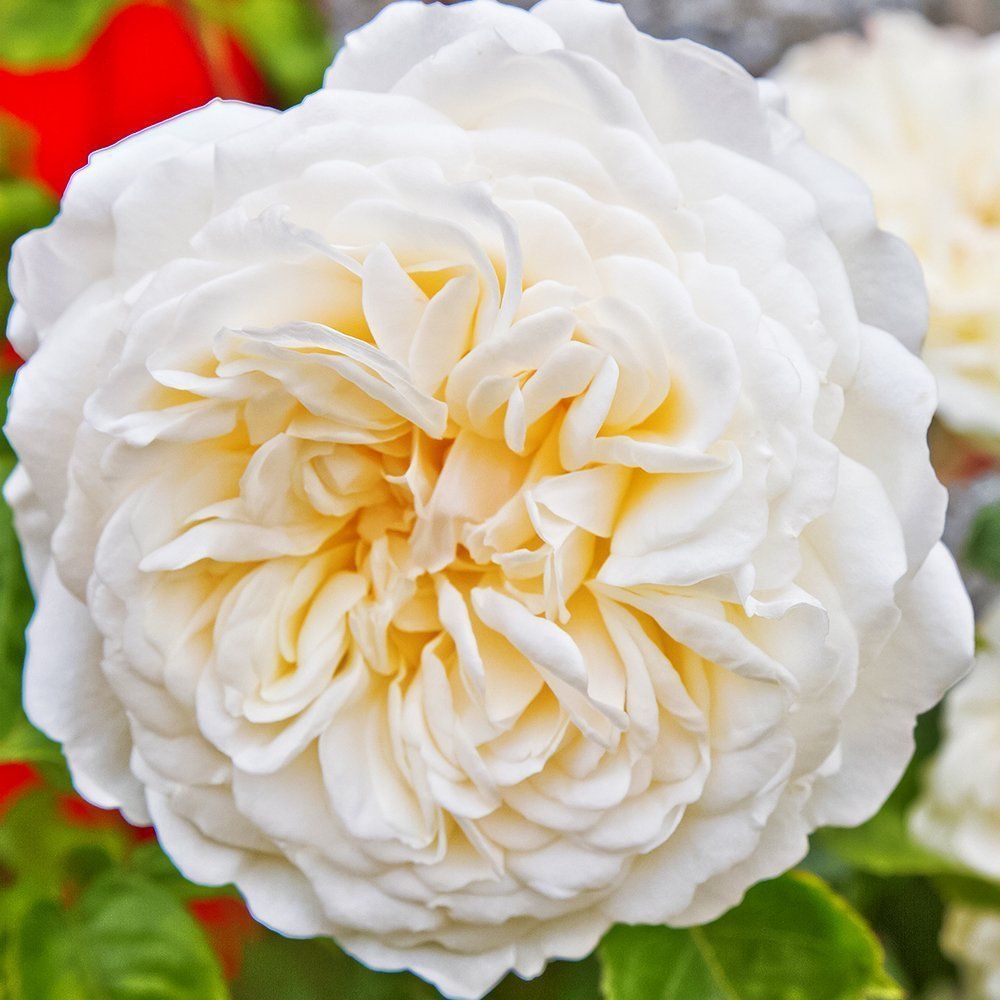 ������ ������ ���� ���������� �����������   ����