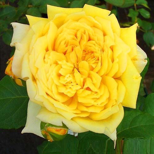 ������ ������ ���� ���� ����� �������   ����