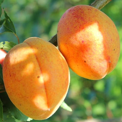 ������ ������ ������� ���������   ����