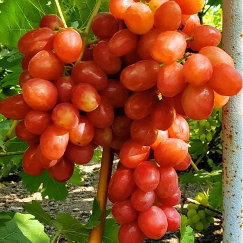 ������ ������ �������� ������   ����