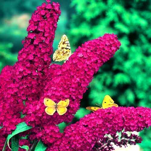 ������ ������ ������� ������ ���� ���   ����