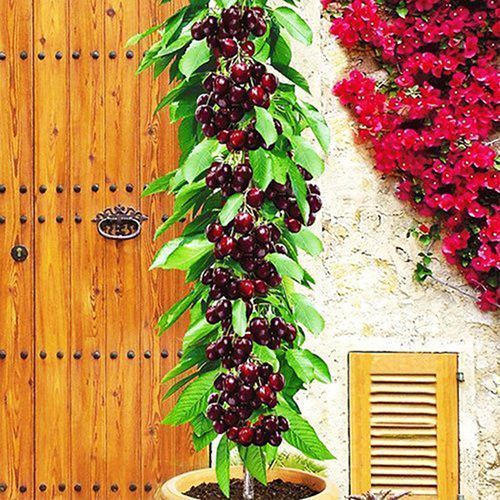 ������ ������ ������� ������������ ������   ����