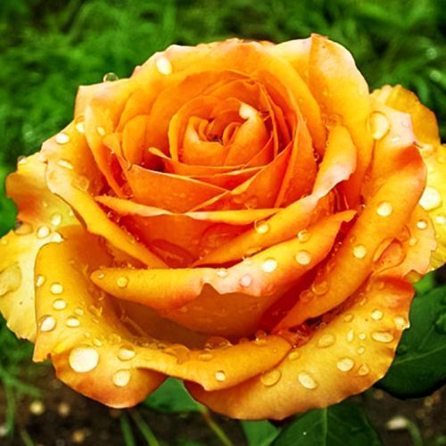 ������ ������ ���� �����-��������� ��������   ����