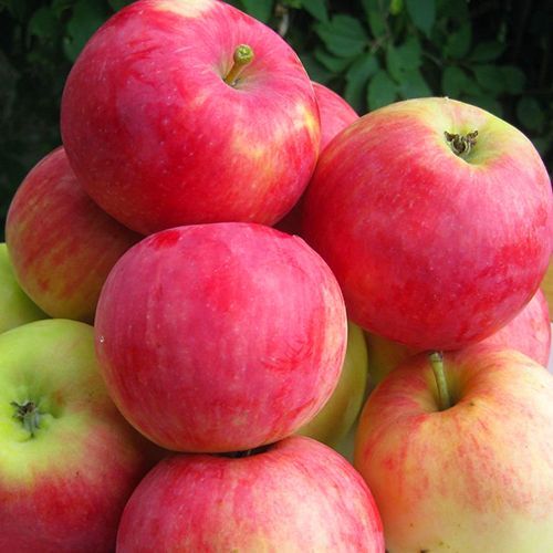 ������ ������ ������ ������ ������   ����