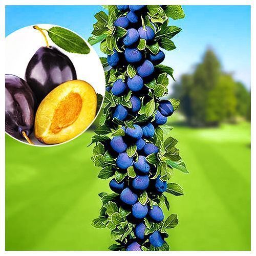 ������ ������ ����� ������������ ��������   ����