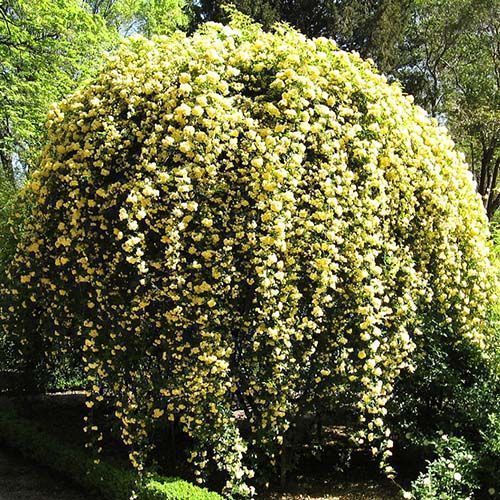 ������ ������ ���� ��������� ���� ����� �����   ����