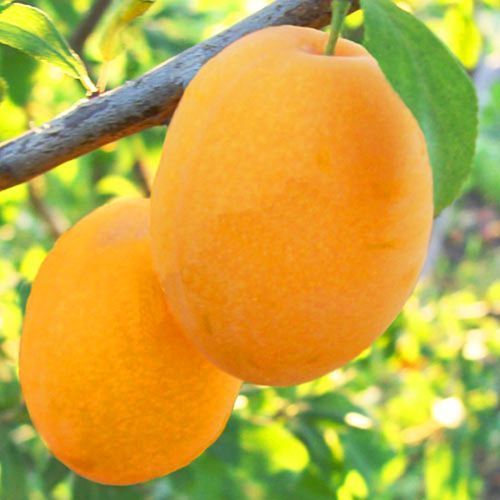 ������ ������ ����� ������� �����   ����