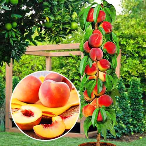 ������ ������ ������ ������������ �������   ����