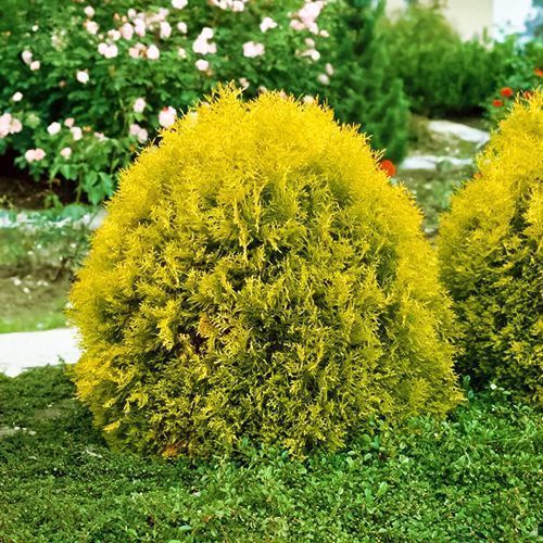 ������ ������ ��� �������� ��������   ����