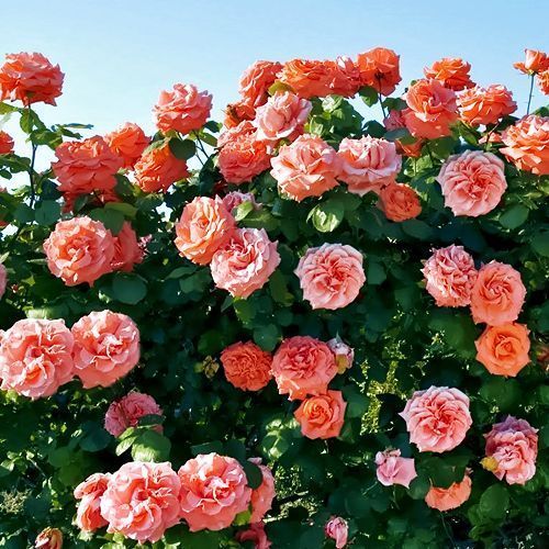 ������ ������ ���� ��������� �� �� ����������   ����