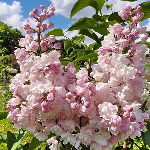 ������ ������ ������ ��������� ������   ����