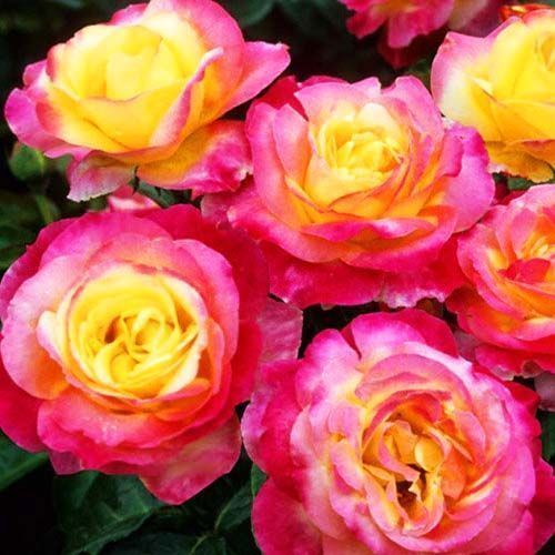 ������ ������ ���� ���������� ������ ������   ����