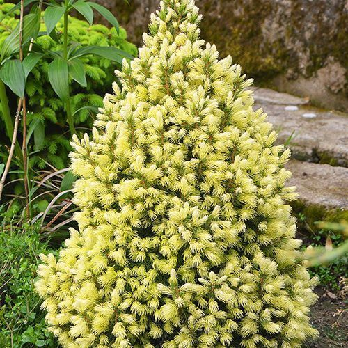 ������ ������ ��� ��������� ����� ����   ����