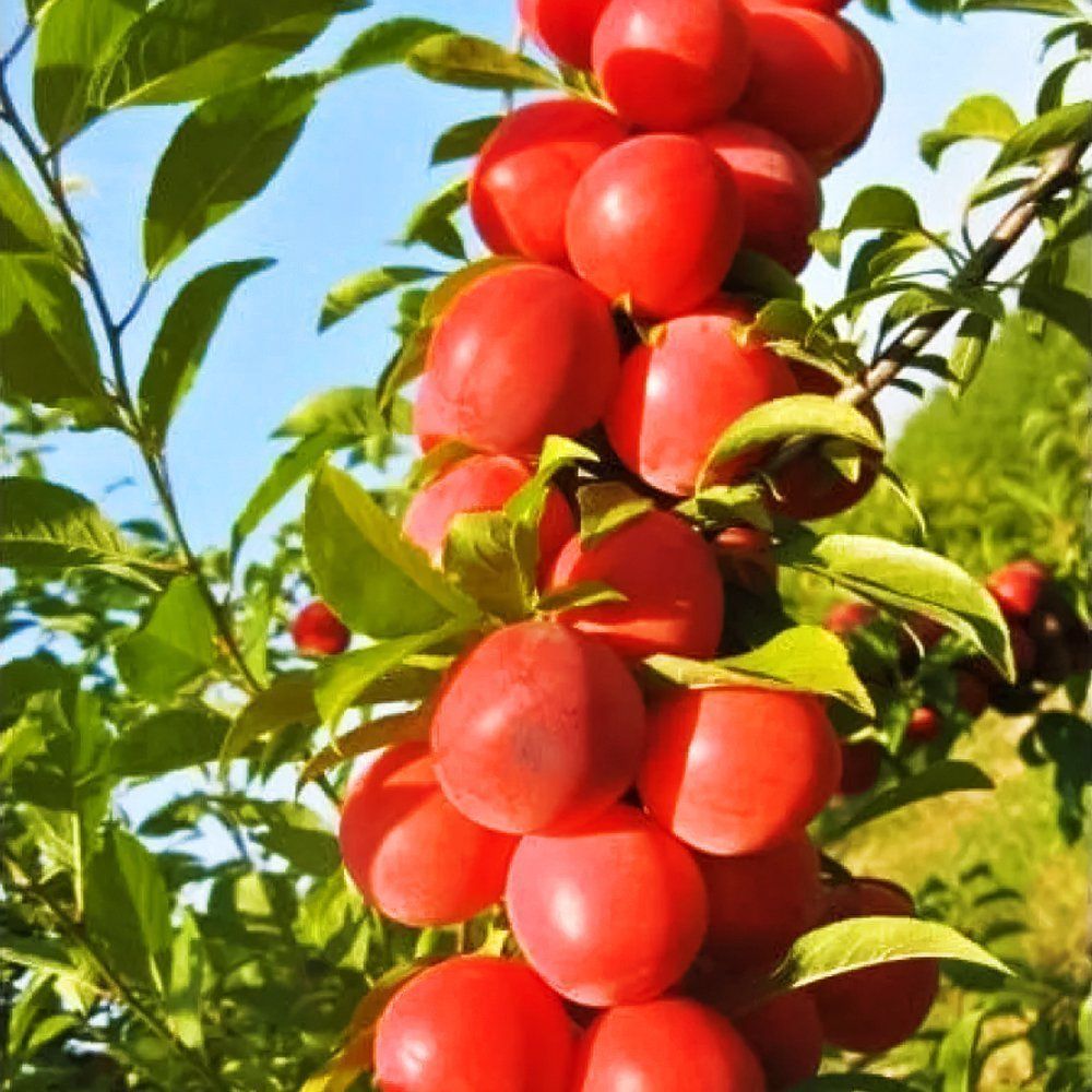 ������ ������ ����� ������������   ����