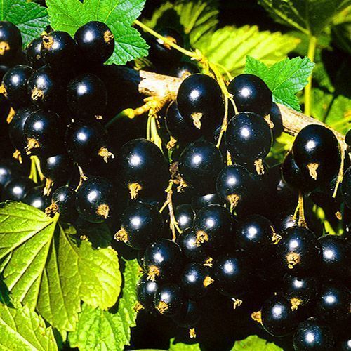 ������ ������ ��������� ������ �������   ����