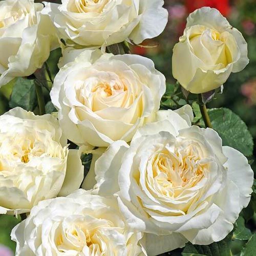 ������ ������ ���� �����-��������� �����   ����