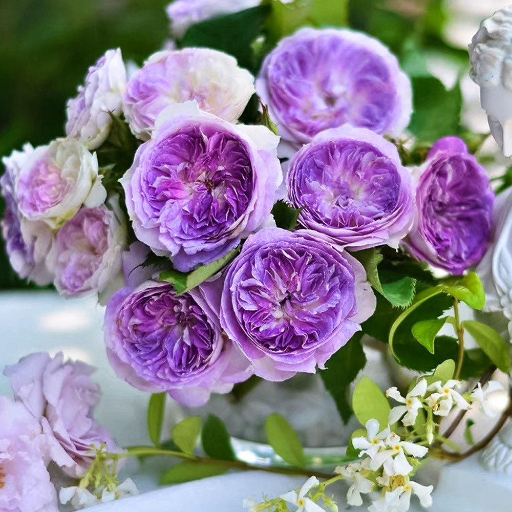 ������ ������ ���� ���� ��� �������� ������� ��� ��� �����   ����