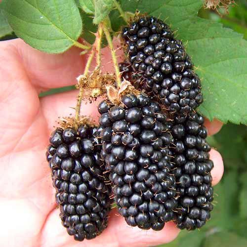 ������ ������ ������� ���� �������   ����