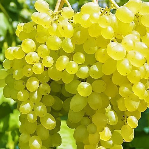 ������ ������ �������� ������ �����   ����