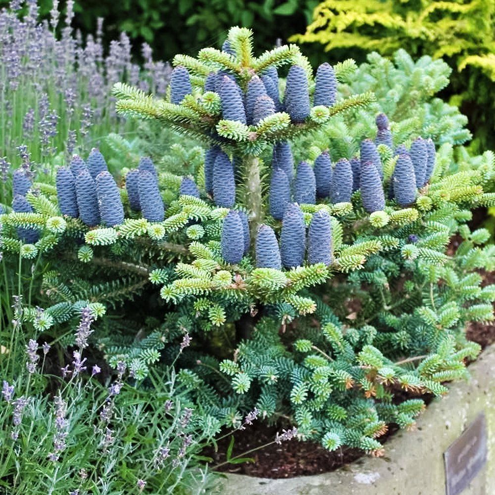 ������ ������ ����� ���������   ����