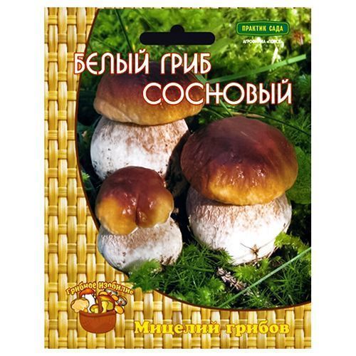 ������ ������ ����� ���� �������� �����   ����