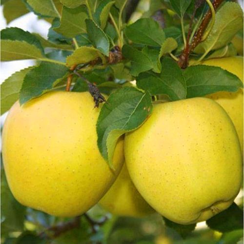 ������ ������ ������ ���� ���   ����