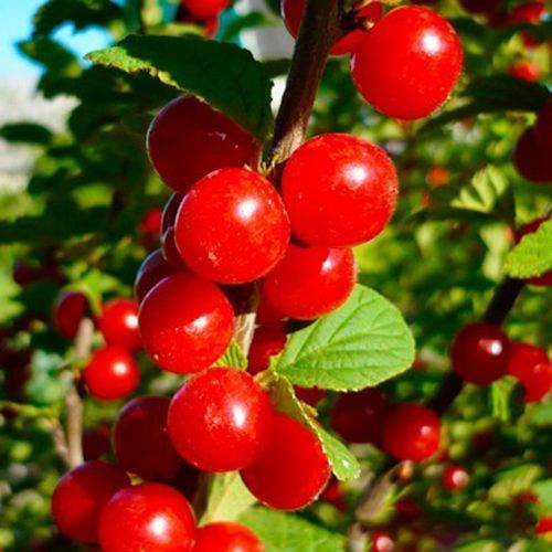 ������ ������ ����� ��������� �������   ����