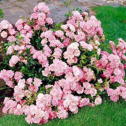 ������ ������ ���� �������������� �� �����   ����