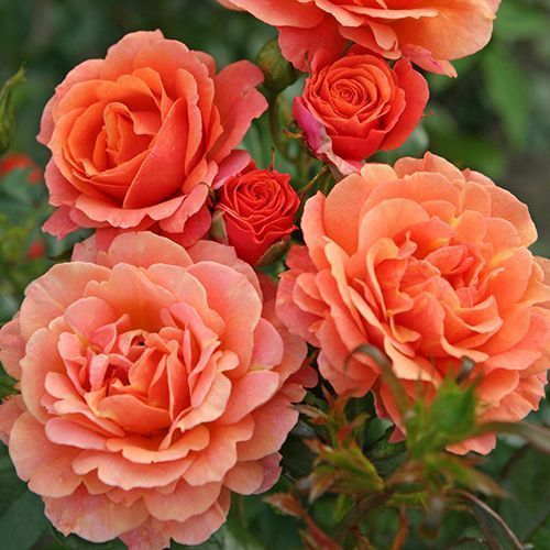 ������ ������ ���� ���� �������   ����