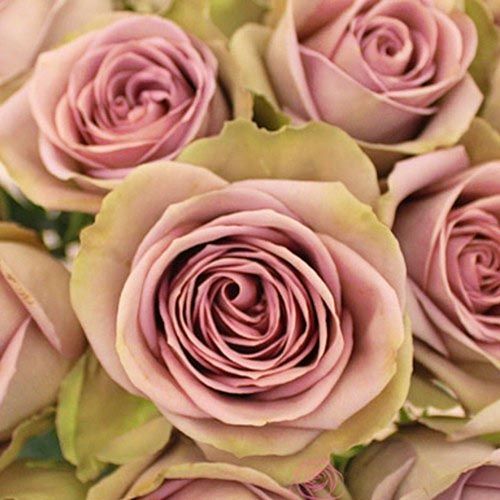 ������ ������ ���� �����-��������� �������   ����