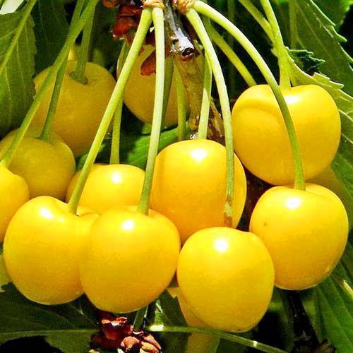 ������ ������ ������� ������������� ������   ����