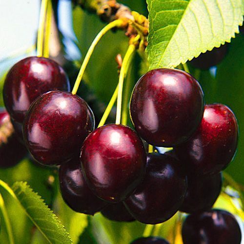 ������ ������ ������� �������� ��������   ����