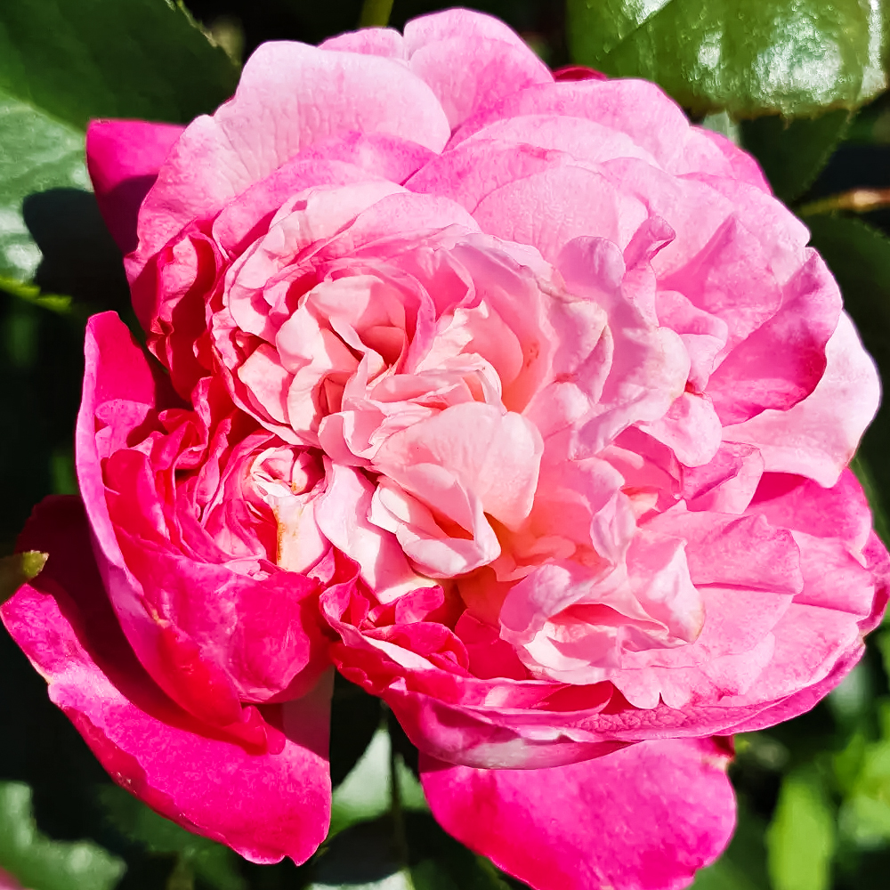 ������ ������ ���� ���� �������� �������� �����   ����